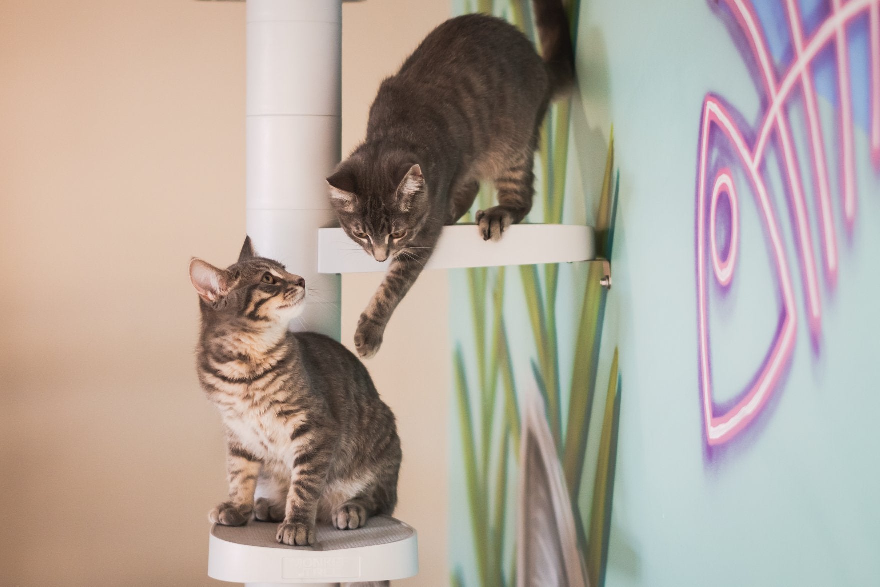Monkee Tree Scalable Cat Ladder.