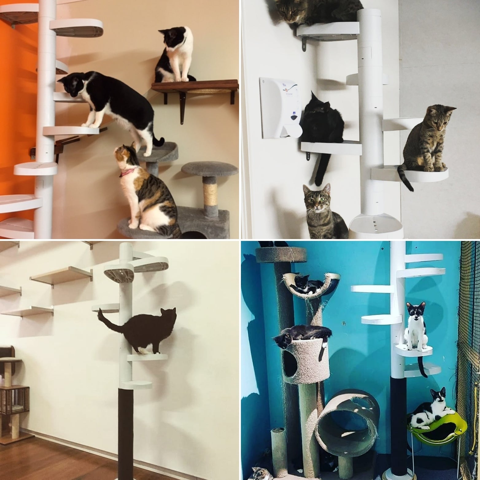 Monkee Tree's are now in 6 Cat Cafes across Australasia