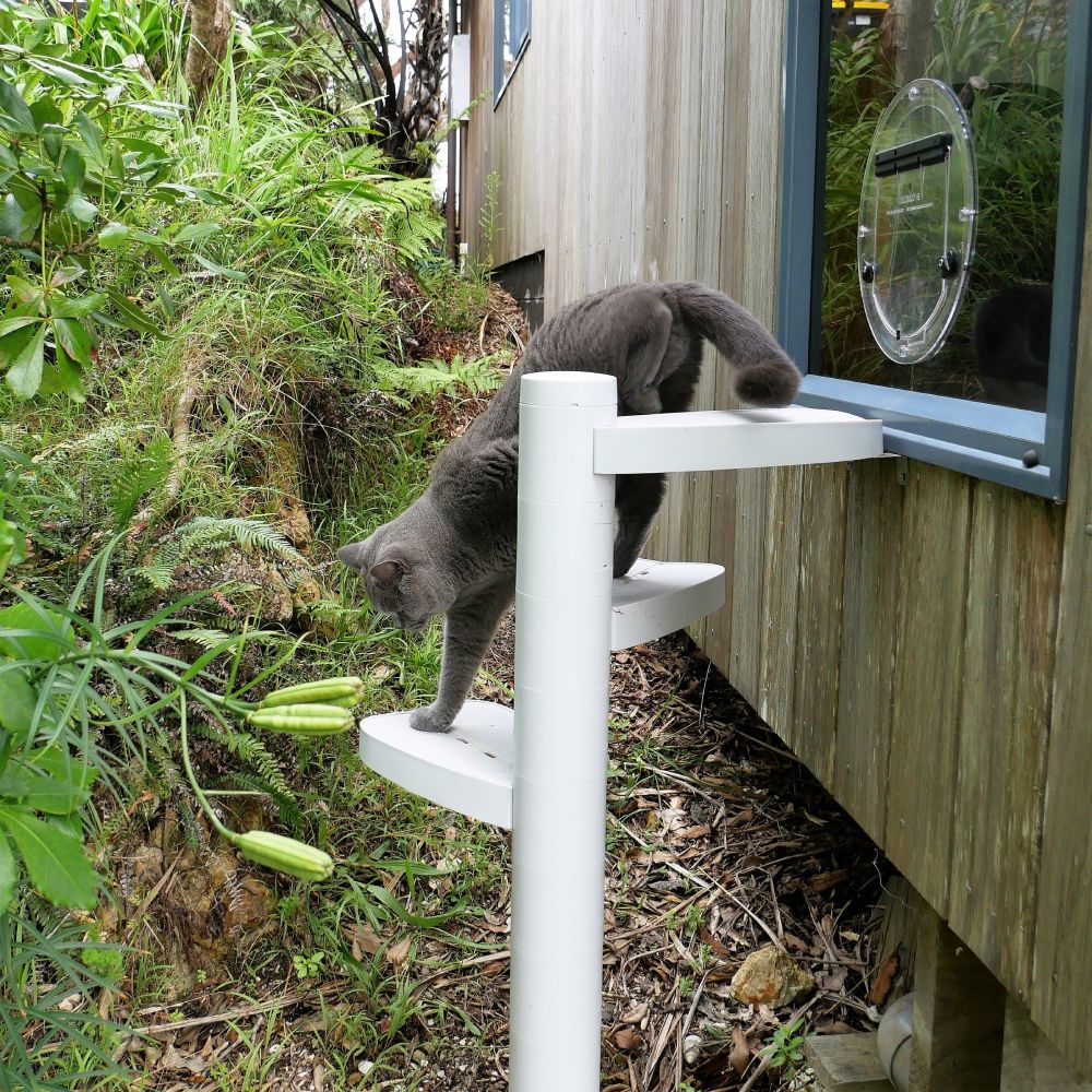 safe access for your cat