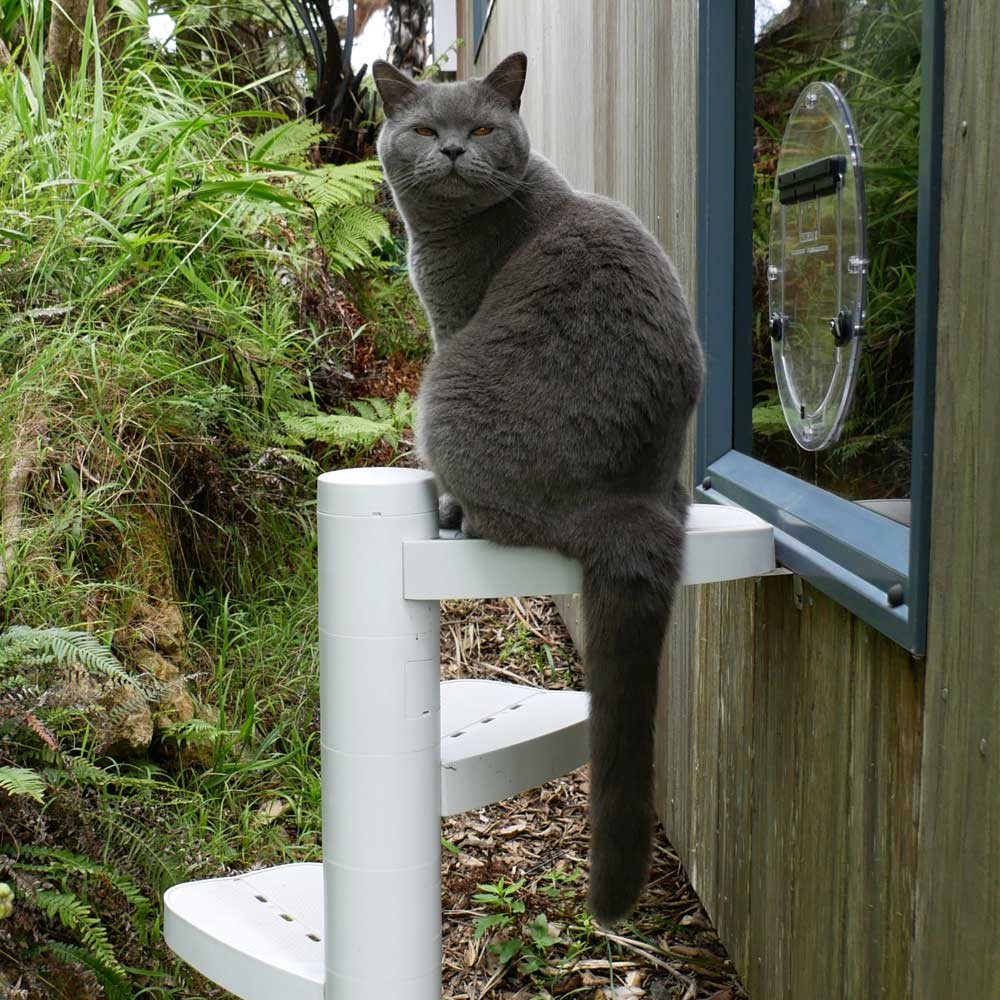 Access an elevated cat door
